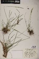 Elymus trachycaulus image