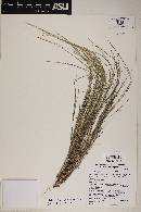 Muhlenbergia pauciflora image