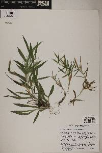 Dichanthelium acuminatum subsp. acuminatum image