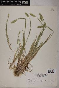 Phalaris caroliniana image