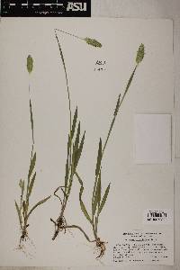 Phalaris caroliniana image