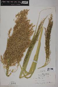 Phragmites australis image