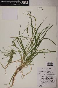 Poa bigelovii image