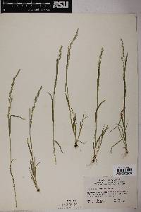 Poa bigelovii image