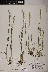 Poa bigelovii image