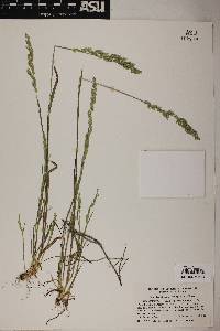 Poa bigelovii image