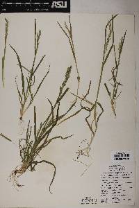 Poa bigelovii image