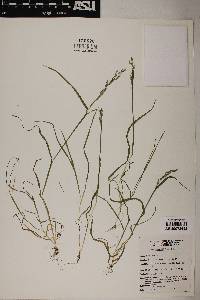 Poa bigelovii image