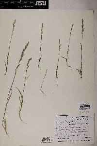 Poa bigelovii image