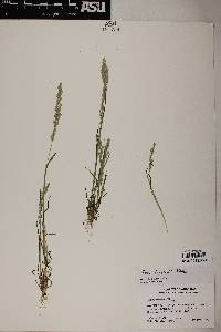 Poa bigelovii image