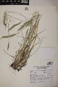 Poa fendleriana subsp. longiligula image