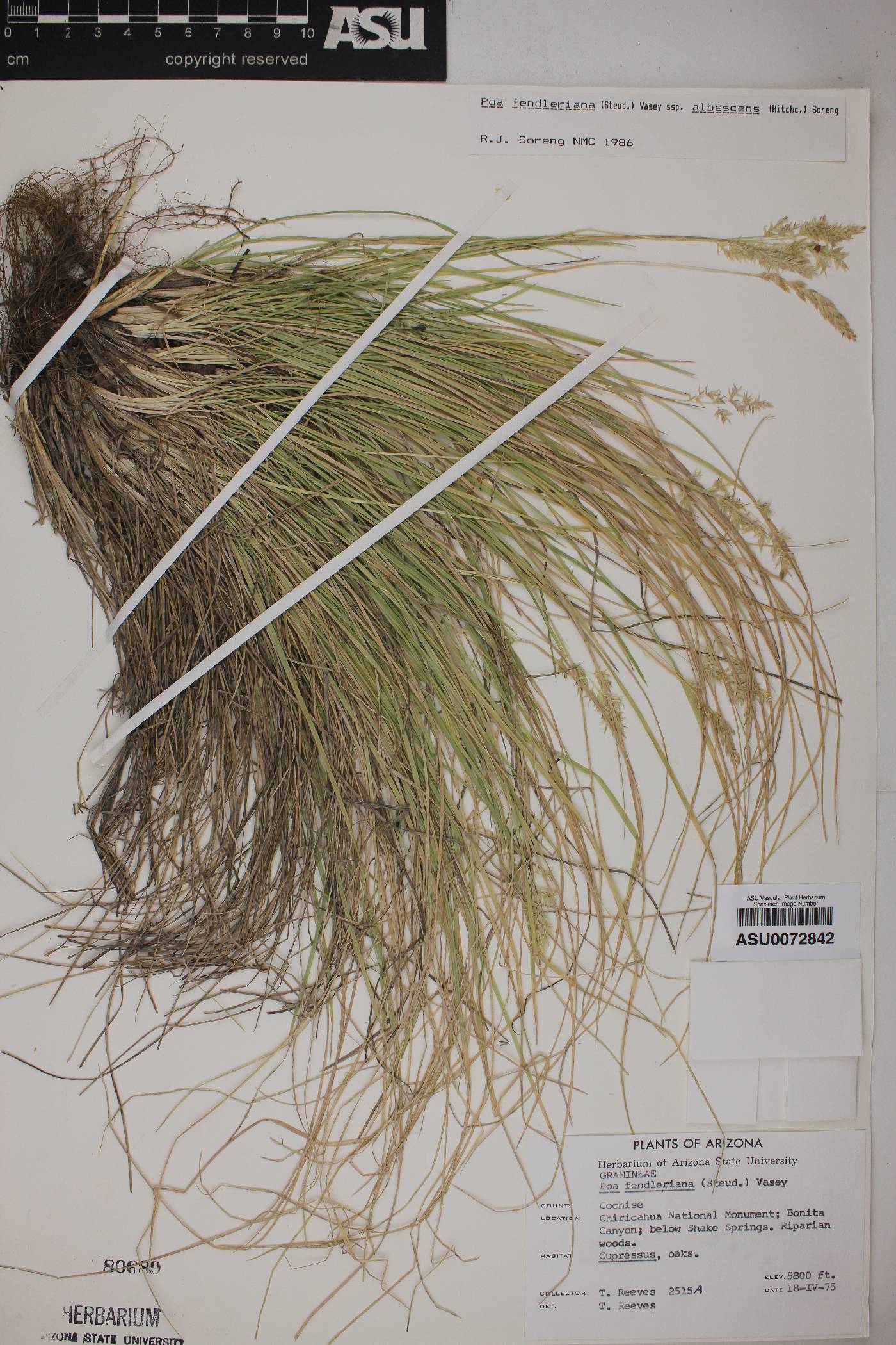 Poa fendleriana subsp. albescens image