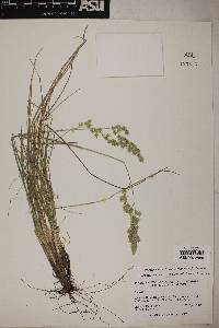 Poa fendleriana var. fendleriana image