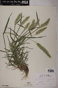 Polypogon monspeliensis image