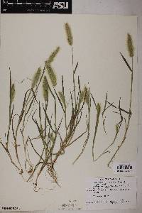 Polypogon monspeliensis image