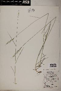 Pseudoroegneria spicata image