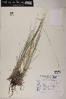 Schizachyrium cirratum image