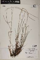 Schizachyrium sanguineum image