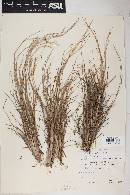 Schizachyrium sanguineum image