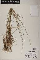 Schizachyrium sanguineum image