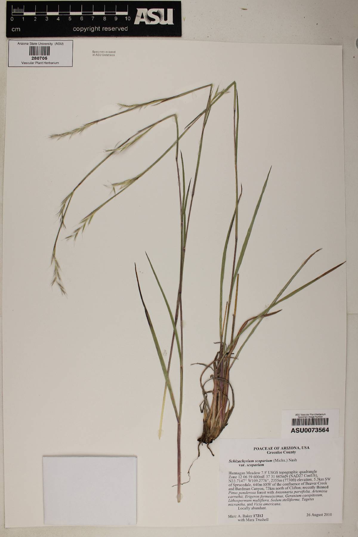 Schizachyrium scoparium var. scoparium image