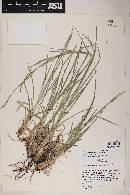 Schizachyrium scoparium var. scoparium image