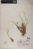 Scleropogon brevifolius image