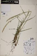 Setaria leucopila image