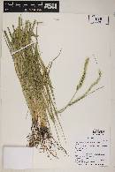 Setaria leucopila image