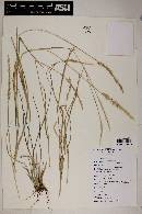 Setaria leucopila image