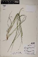 Setaria macrostachya image