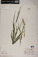 Setariopsis auriculata image