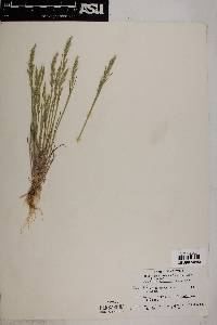 Trisetum spicatum image