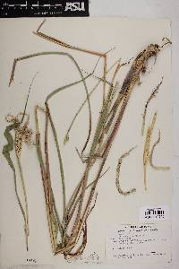 Tripsacum lanceolatum image