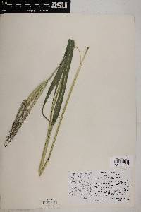 Tripsacum lanceolatum image