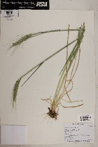 Triticum aestivum image