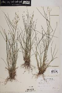 Tridens eragrostoides image