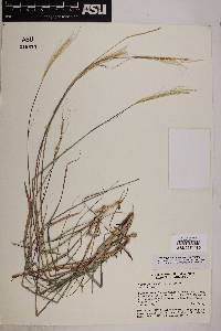 Trachypogon spicatus image