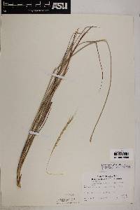 Trachypogon spicatus image