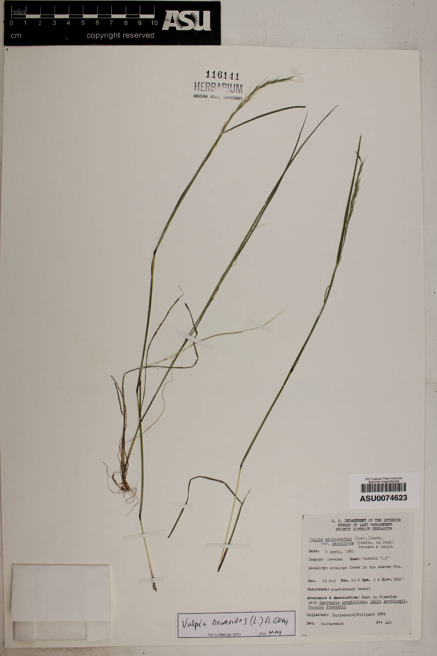 Vulpia bromoides image
