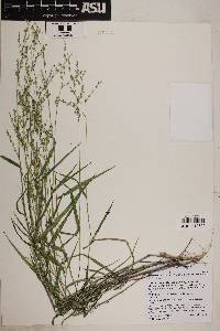 Urochloa arizonica image