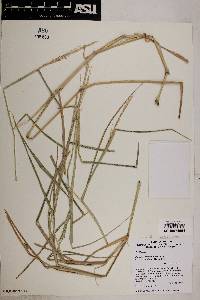 Urochloa fusca image