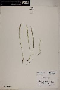 Vulpia microstachys var. ciliata image