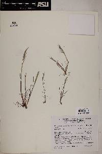 Vulpia microstachys var. pauciflora image