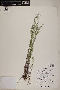 Vulpia microstachys var. ciliata image