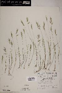 Vulpia microstachys var. pauciflora image