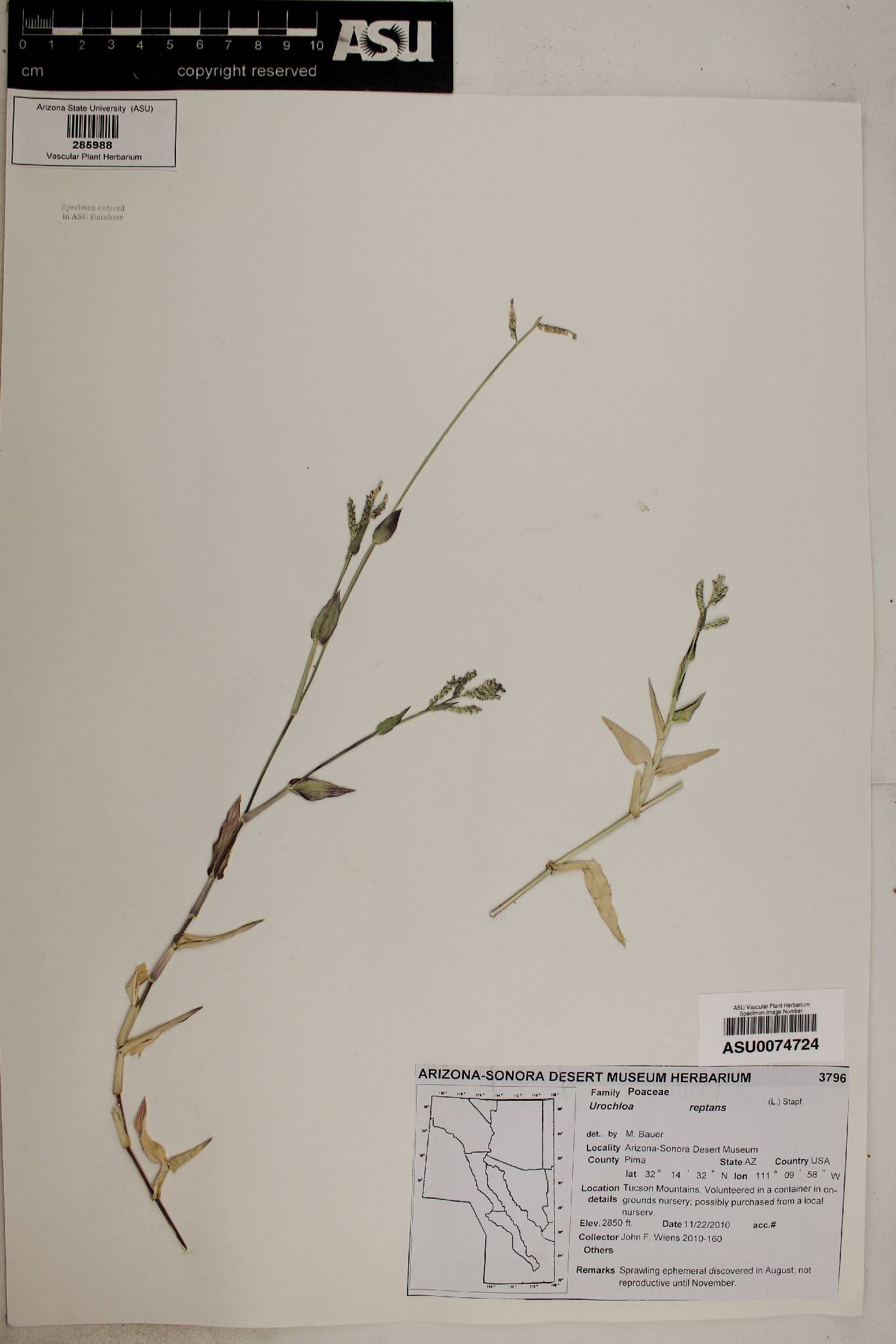 Urochloa reptans image