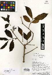 Psidium occidentale image