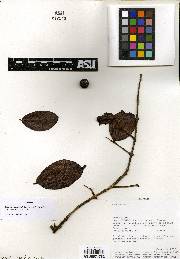 Psidium occidentale image