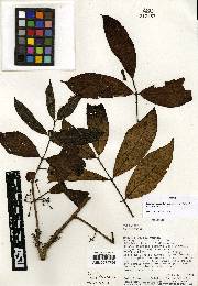 Psidium occidentale image